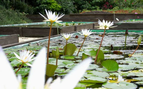 Tropical water lily