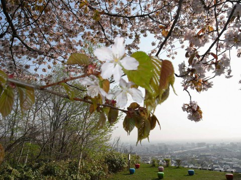 Sakura Hill