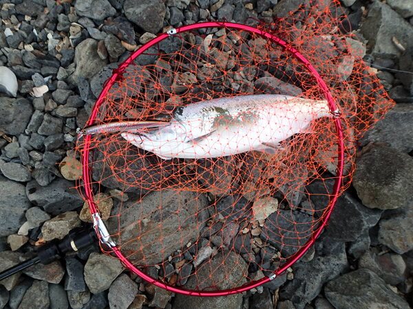 サクラ、無事キャッチ！