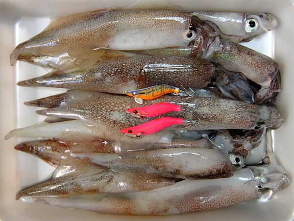 本日の釣果とヒットエギ