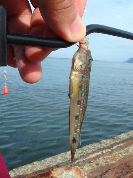もはや定番のモヨウハゼ