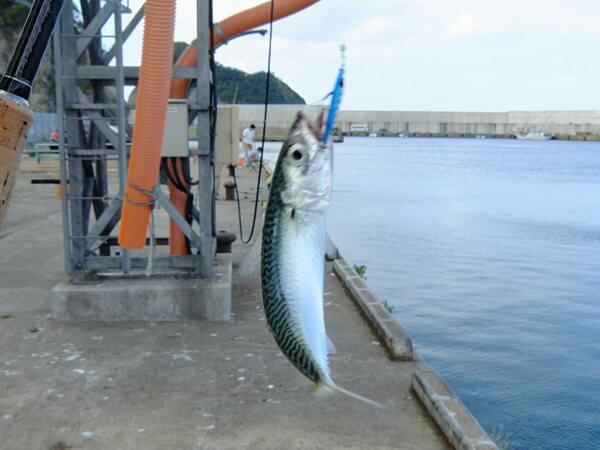 サバ、キター