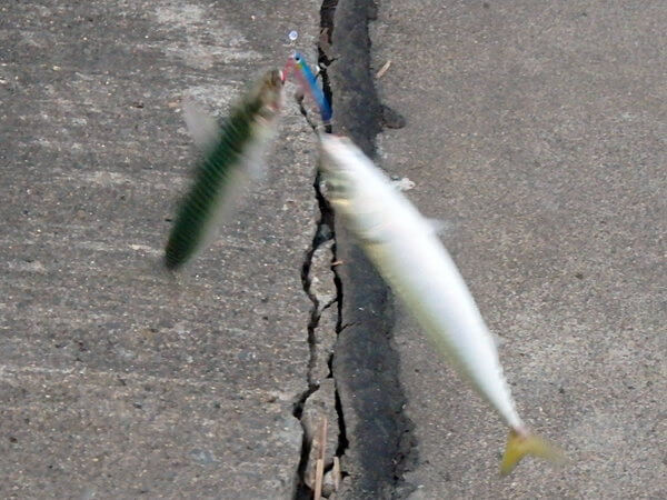 サバダブル!