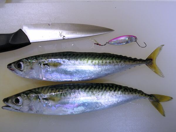 釣果はサバ2匹