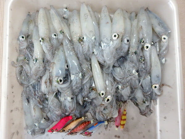 今回もいい感じで釣れました