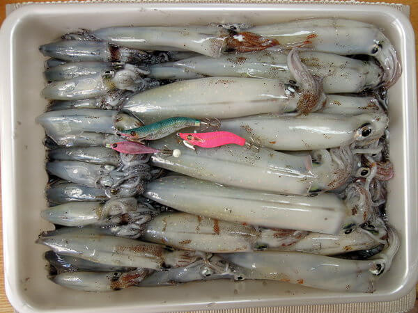 結構釣れた