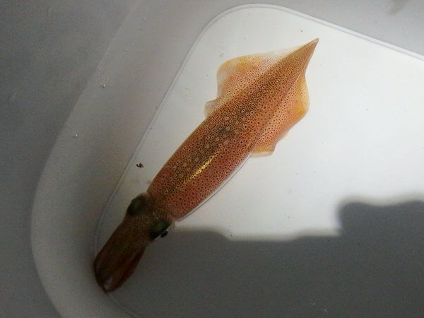 マメ？ヤリ？もう分かるモン！