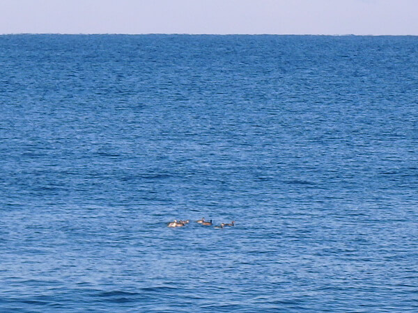 海ガモたち