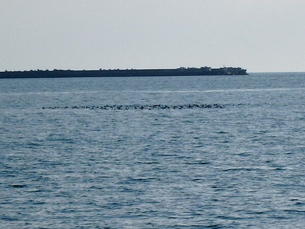 海鳥の群れ