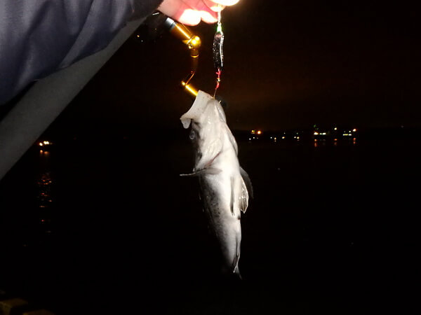 イカでソイを釣る