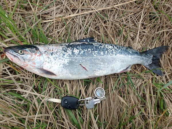 今季初サクラ46cm