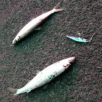 ニシンが2