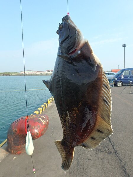 クロガシラ36cm!