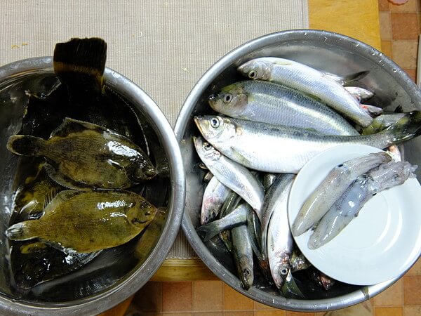 トリプルミックスな釣果