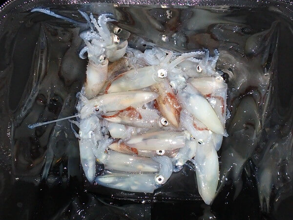 いい感じの釣果