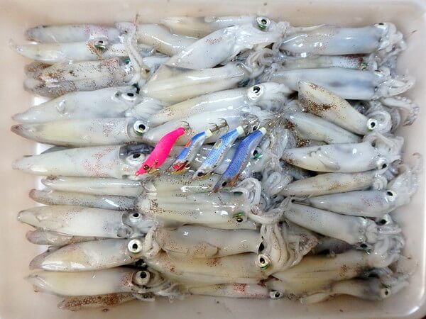 いい感じの釣果
