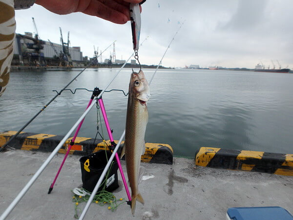 遠投サビキのオモリジグにキュウリが！