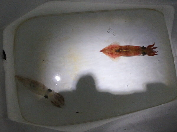 同サイズのマメとヤリ