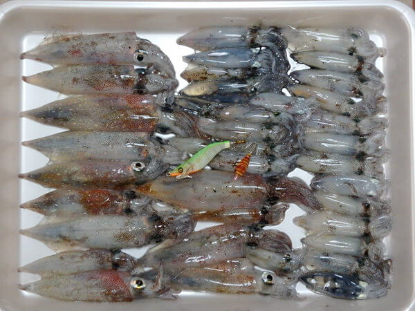 今日の釣果