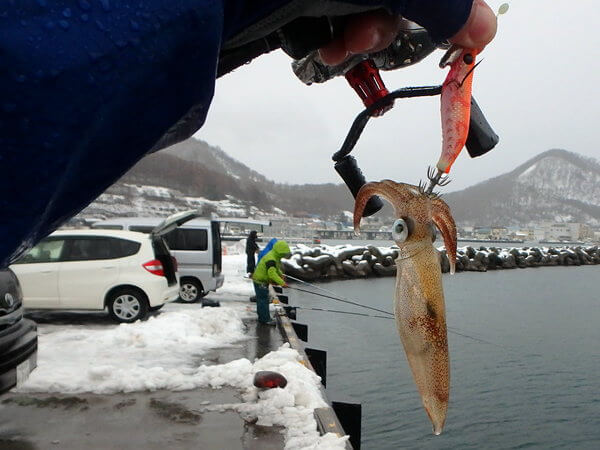 マメイカの活性高し