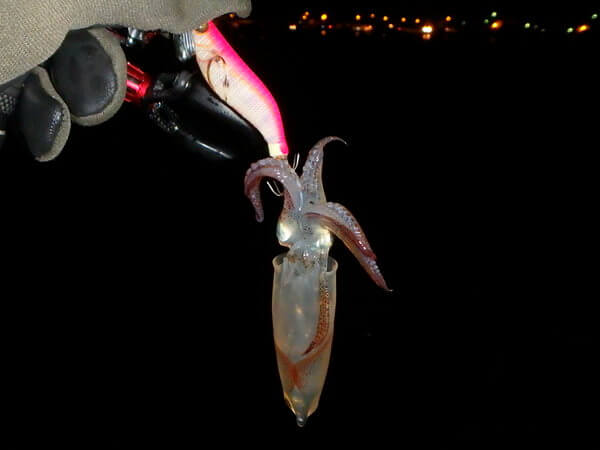 マメイカの活性確認