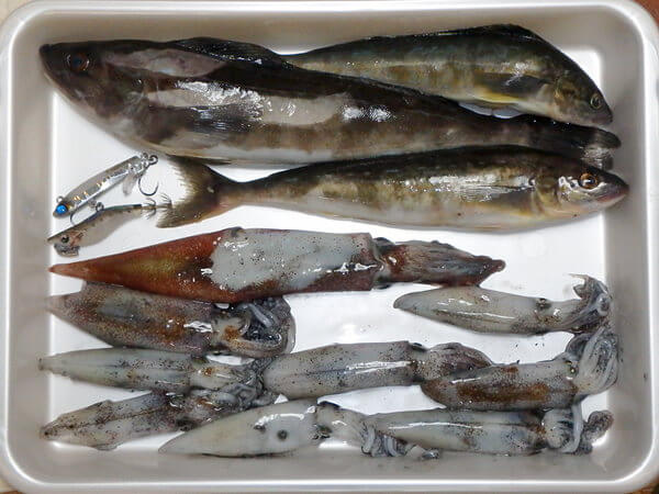 2017釣り納めの成果