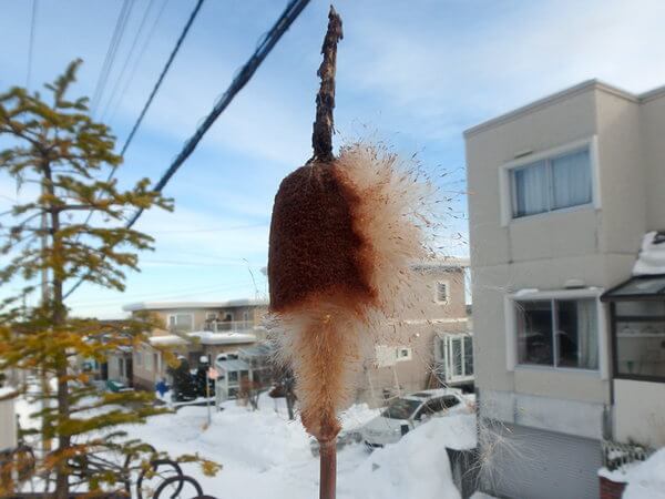 冬に飛び始めたコガマの種