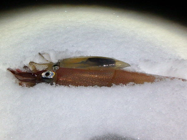 寂しい磯の釣果