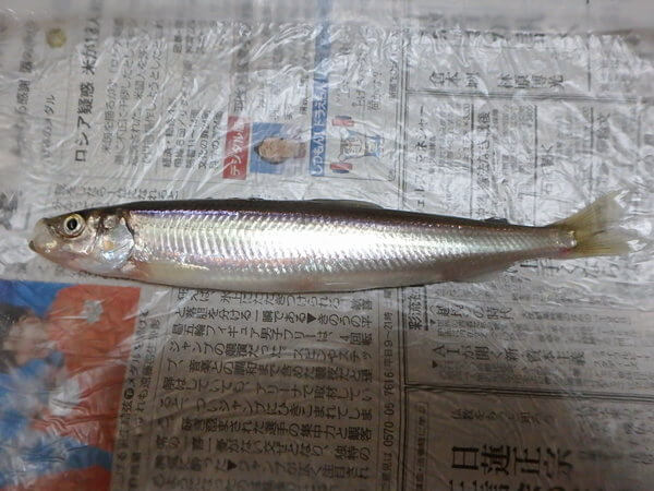 焼いて美味しくいただきました