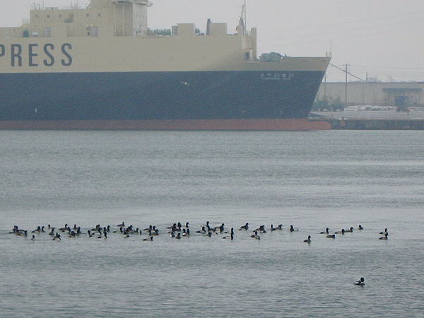 海ガモの大群、右下はウミアイサ