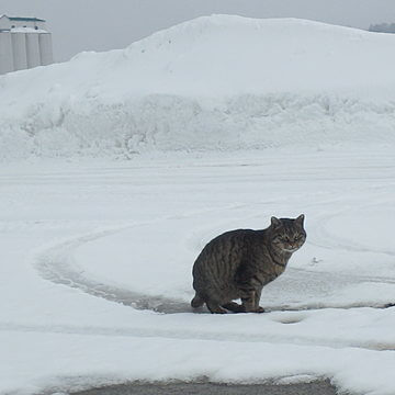 にゃんこすたー