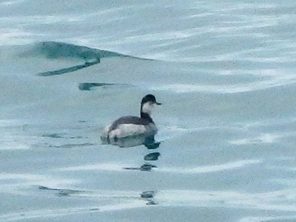 たぶんハジロカイツブリさん
