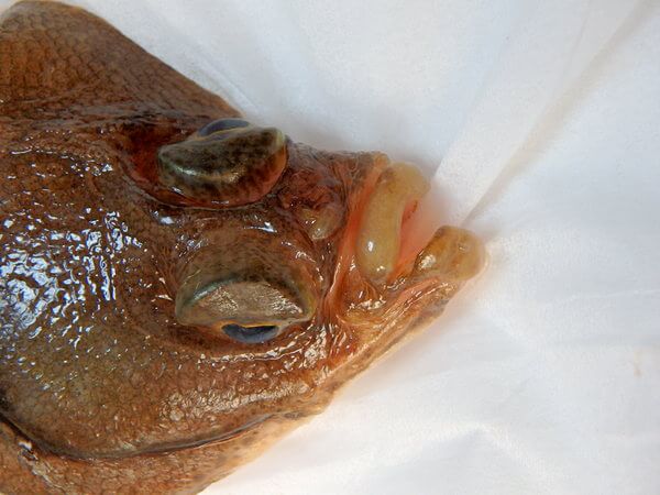 マガレイ？ソウハチ？