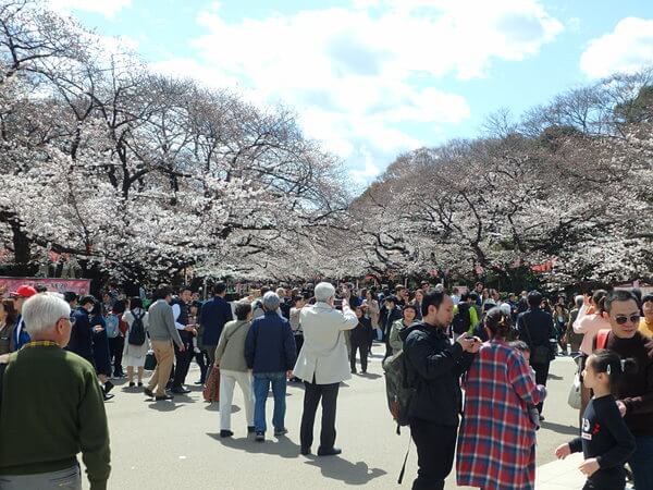 上野公園のサクラ