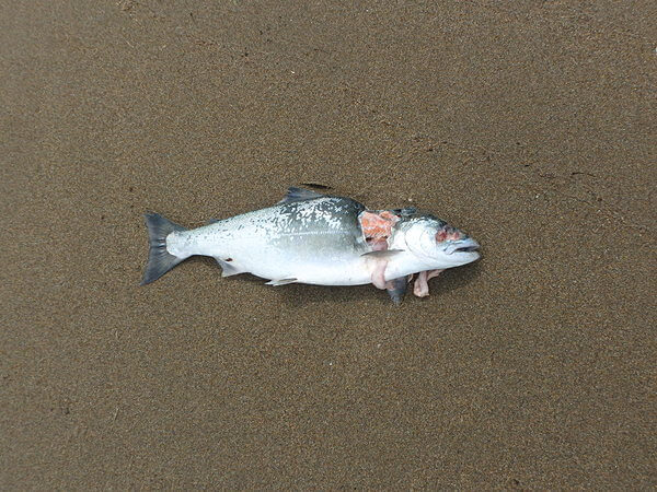 このあとカラスとカモメが後片付け・・