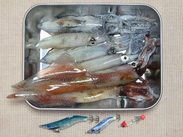 本日の釣果・・