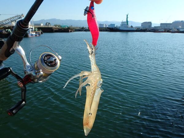えび粉漬け、効いた！？
