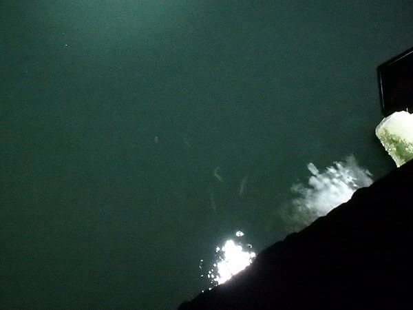 小魚はいるけどイカの姿は皆無・・