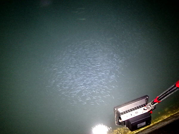 マメやキュウリに襲われる小魚