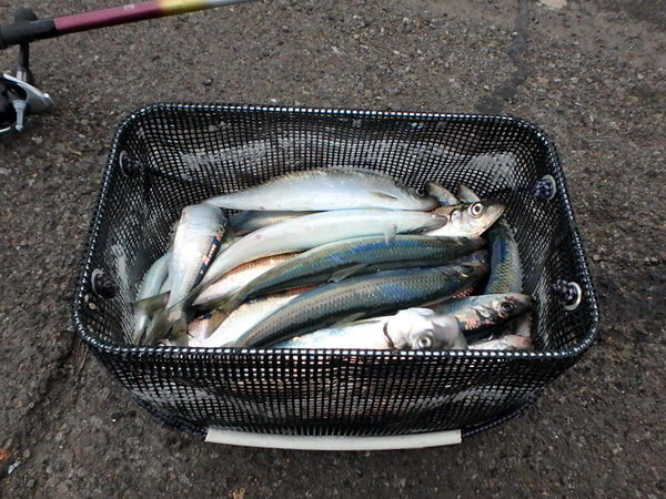 60分食べ放題