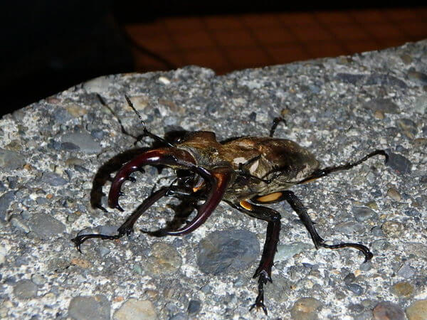 踏んじゃいそうだから、ささ、こちらへ。