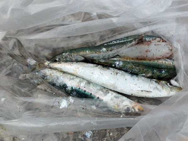 今日の獲物は差し上げますた
