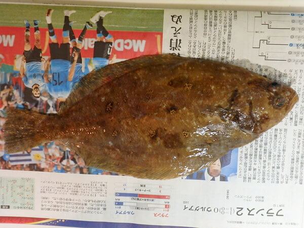 水草(ミズクサ)カレイ=ムシガレイ