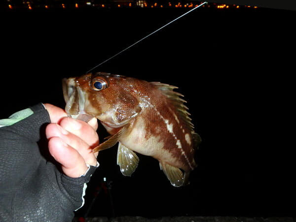 ワームでシマゾイ?ハチガラ?