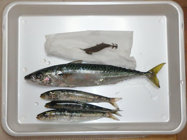 尺サバとチビマイワシ