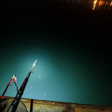 [小魚いるね]