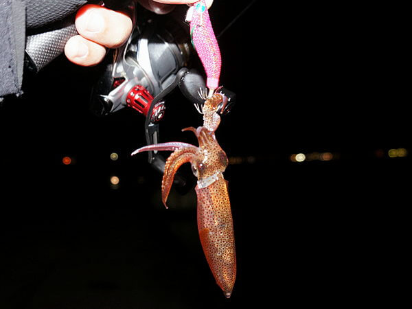 マメイカキャッチ