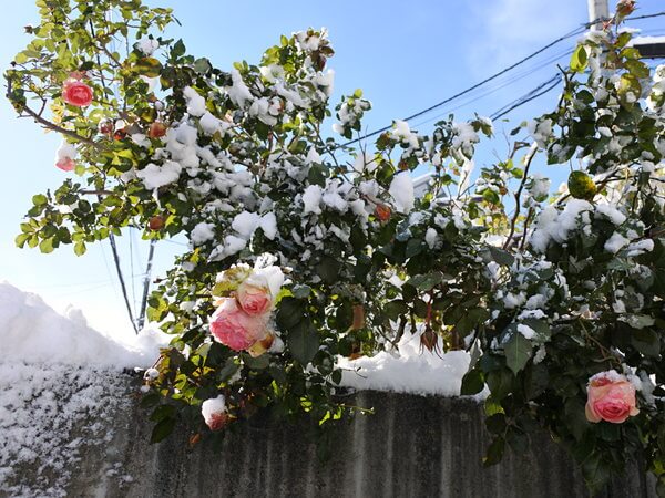 雪をかぶったピエールドゥロンサール