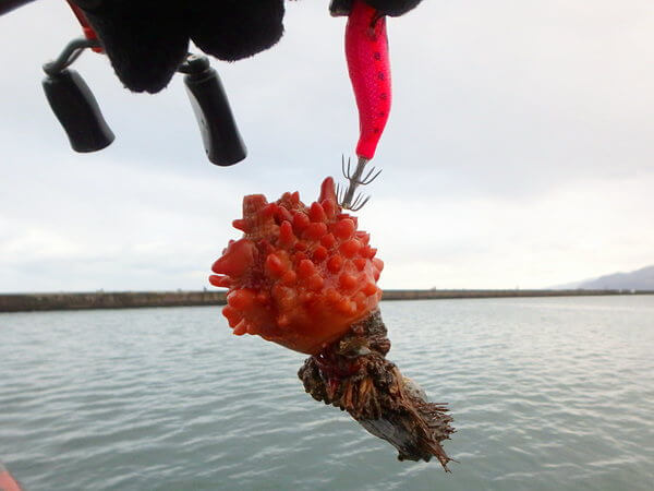 いい型！のホヤ（リリース）