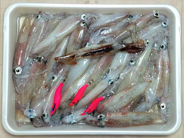 大満足の釣果
